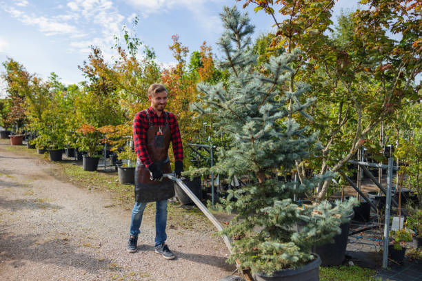 Best Emergency Tree Removal  in Pitman, NJ